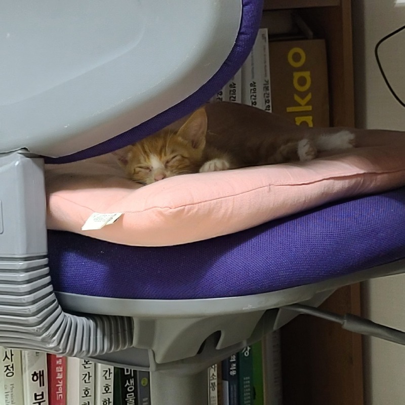 코숏 치즈태비 안동 고양이의 먹고 자고 먹고 자고 zzz....