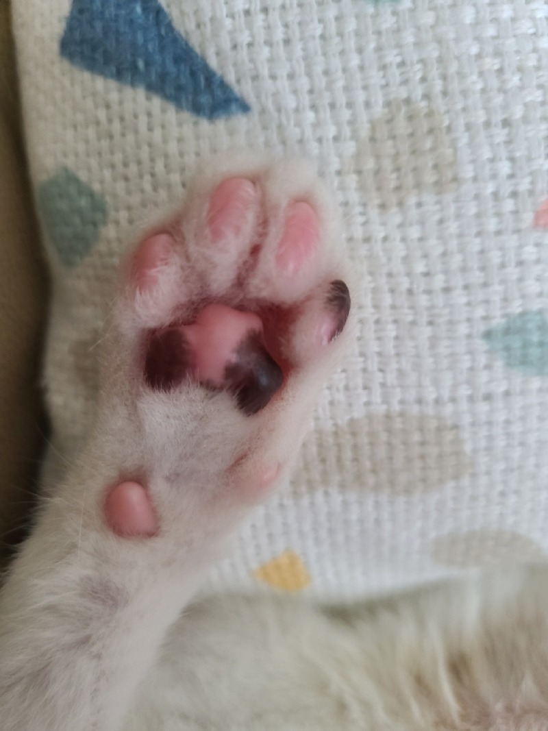 낯가림 없는 코숏 젖소 삼봉이❤️