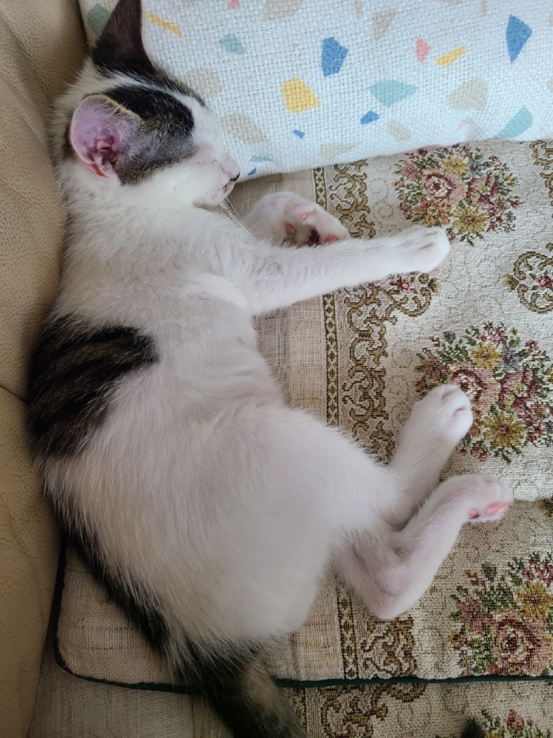 낯가림 없는 코숏 젖소 삼봉이❤️