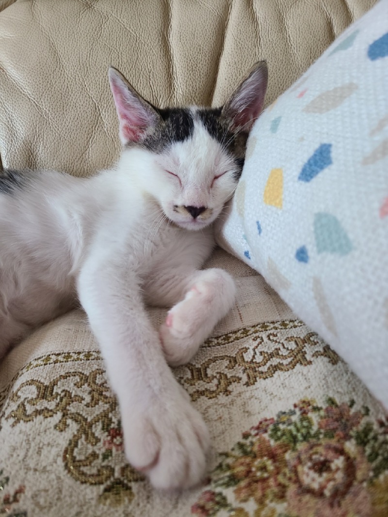 낯가림 없는 코숏 젖소 삼봉이❤️