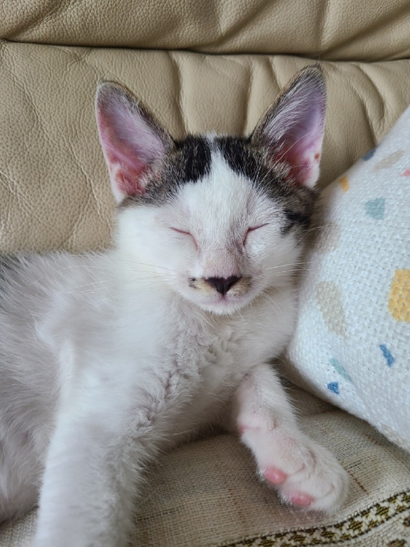 낯가림 없는 코숏 젖소 삼봉이❤️