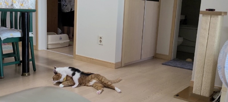 낯가림 없는 코숏 젖소 삼봉이❤️