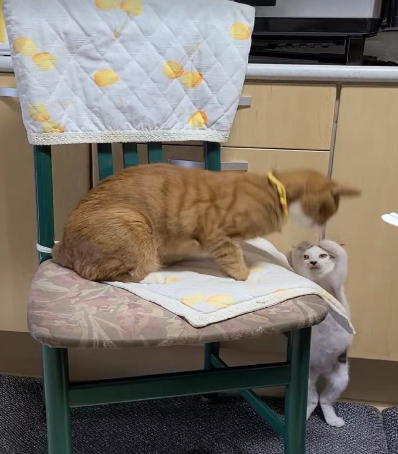 낯가림 없는 코숏 젖소 삼봉이❤️