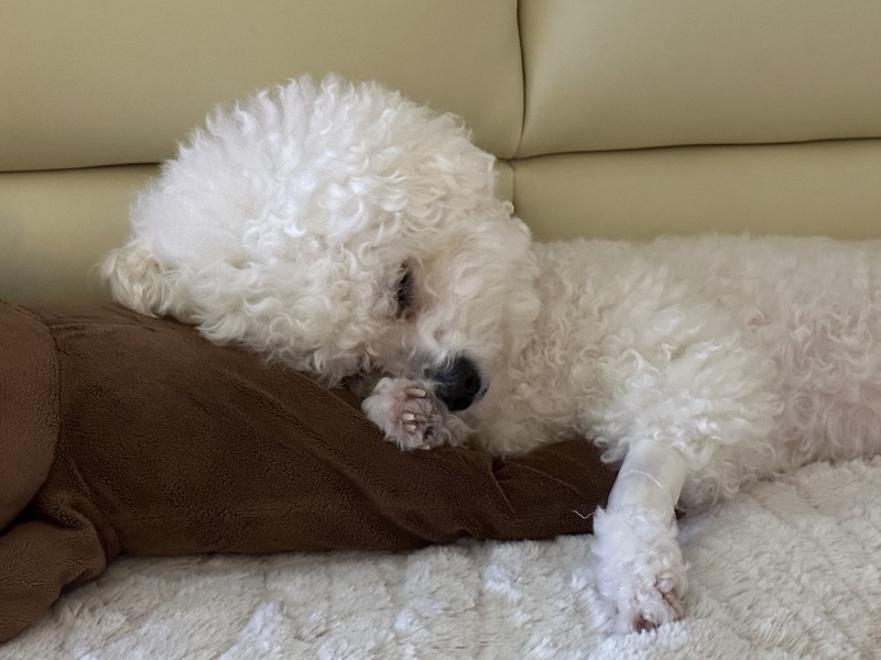 흰둥이