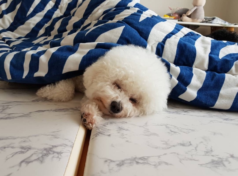 흰둥이