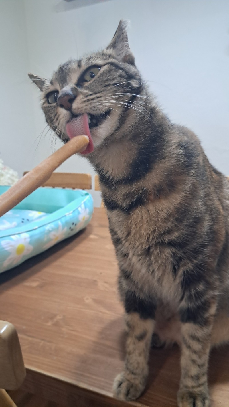 츄르 아이스크림