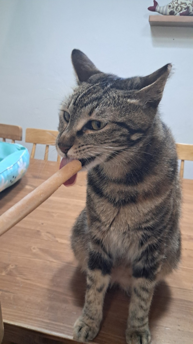 츄르 아이스크림