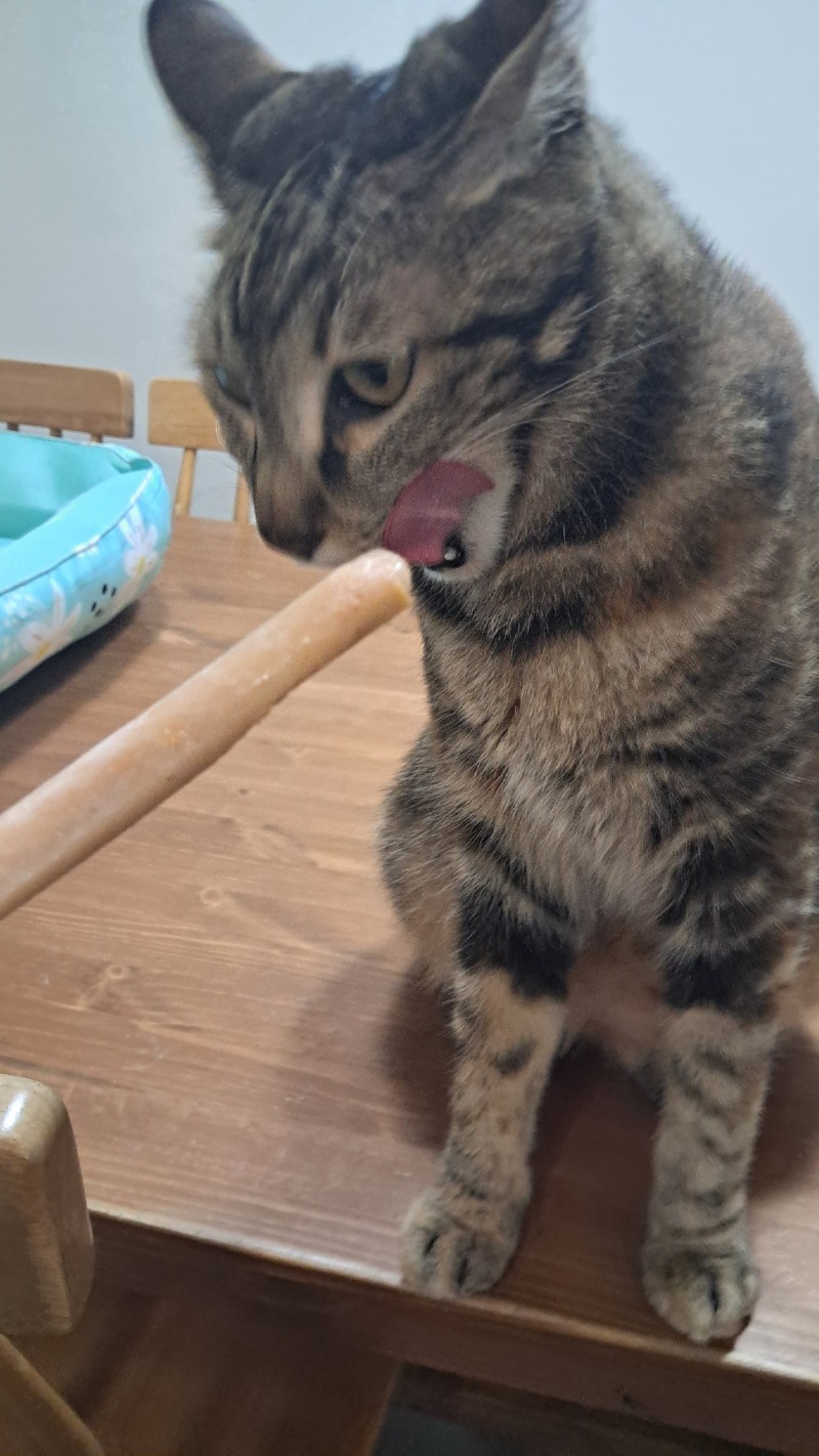 츄르 아이스크림