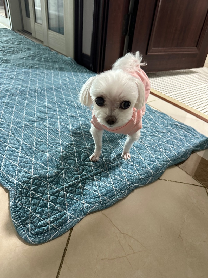 오랜만에 미용한 단비!
