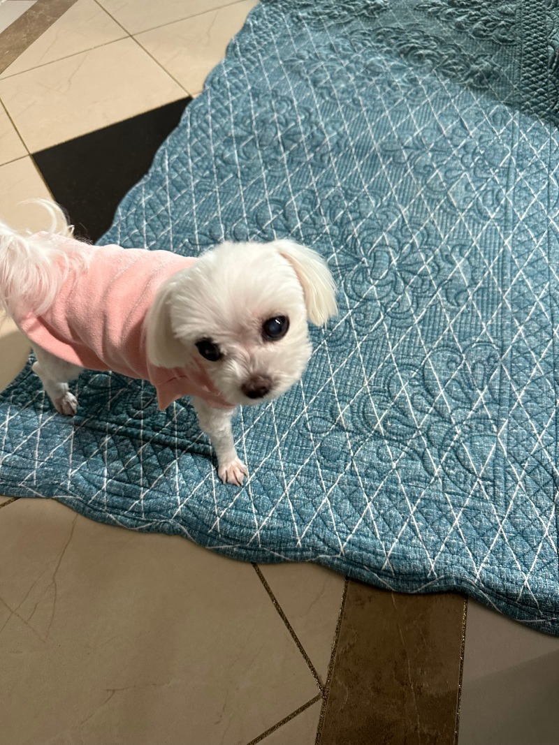 오랜만에 미용한 단비!