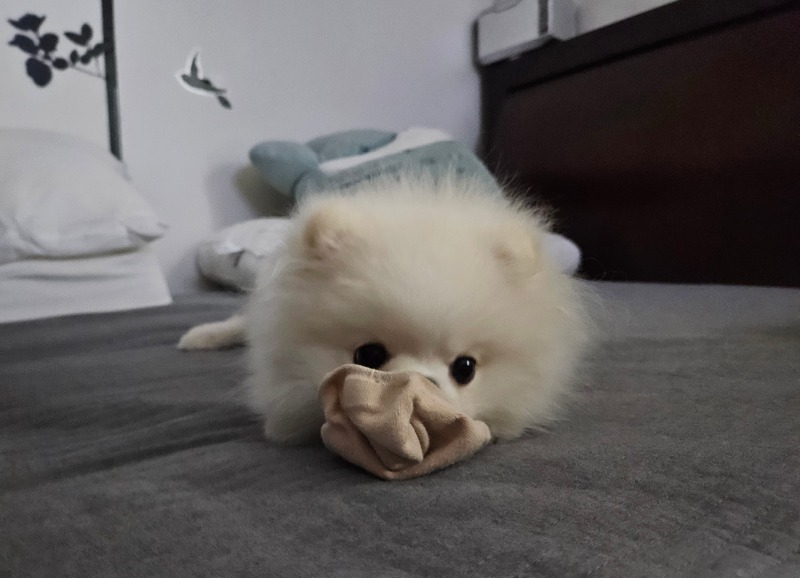 양말 강아지