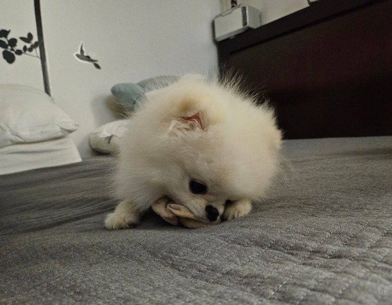 양말 강아지
