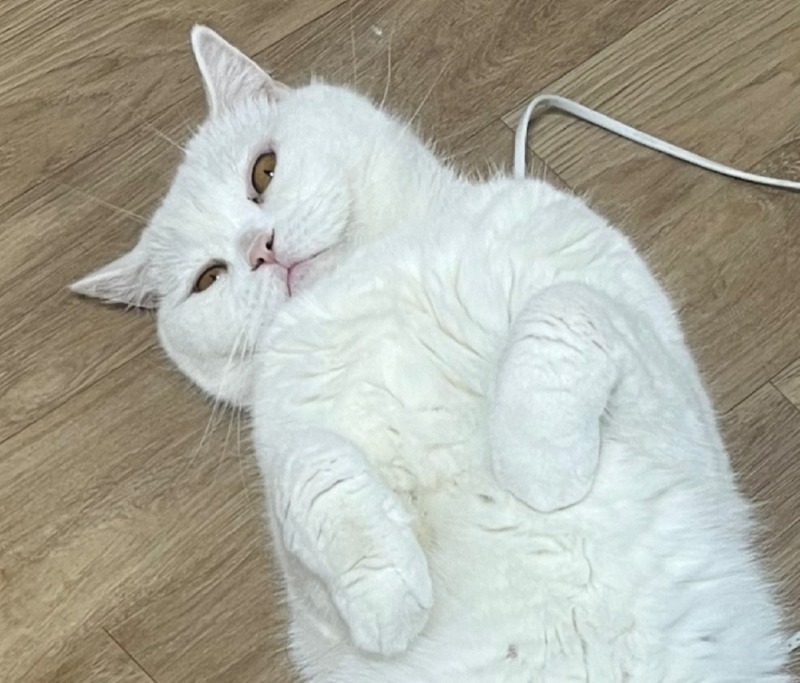 째려보냥