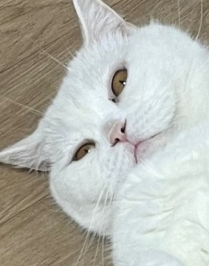 째려보냥