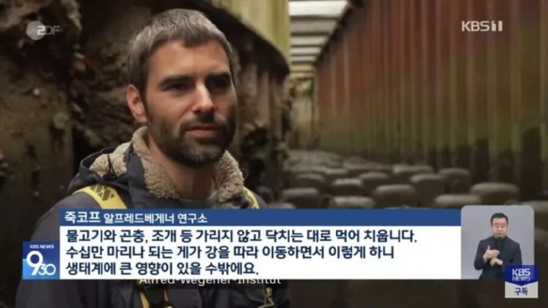독일 생태 위협하는 참게 확산