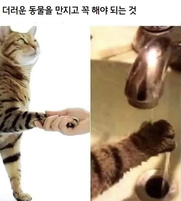 더러운 동물 만지고 꼭 해야 하는 것