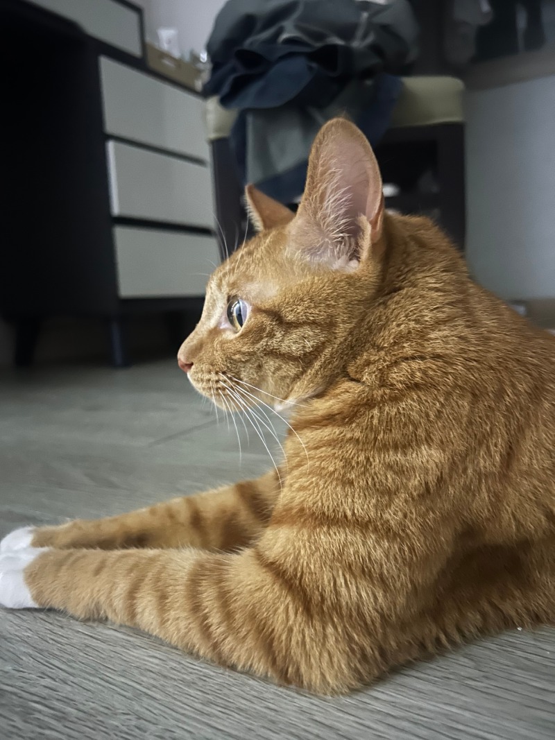 옆태 미냥이 마루~