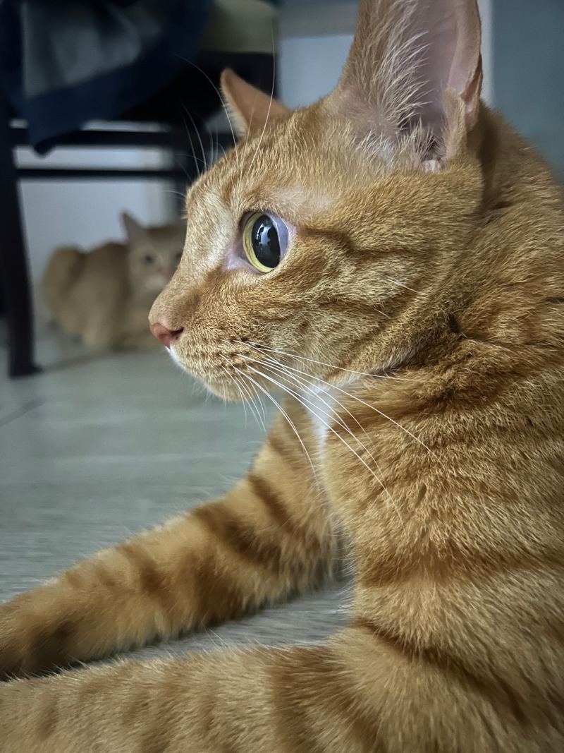 옆태 미냥이 마루~