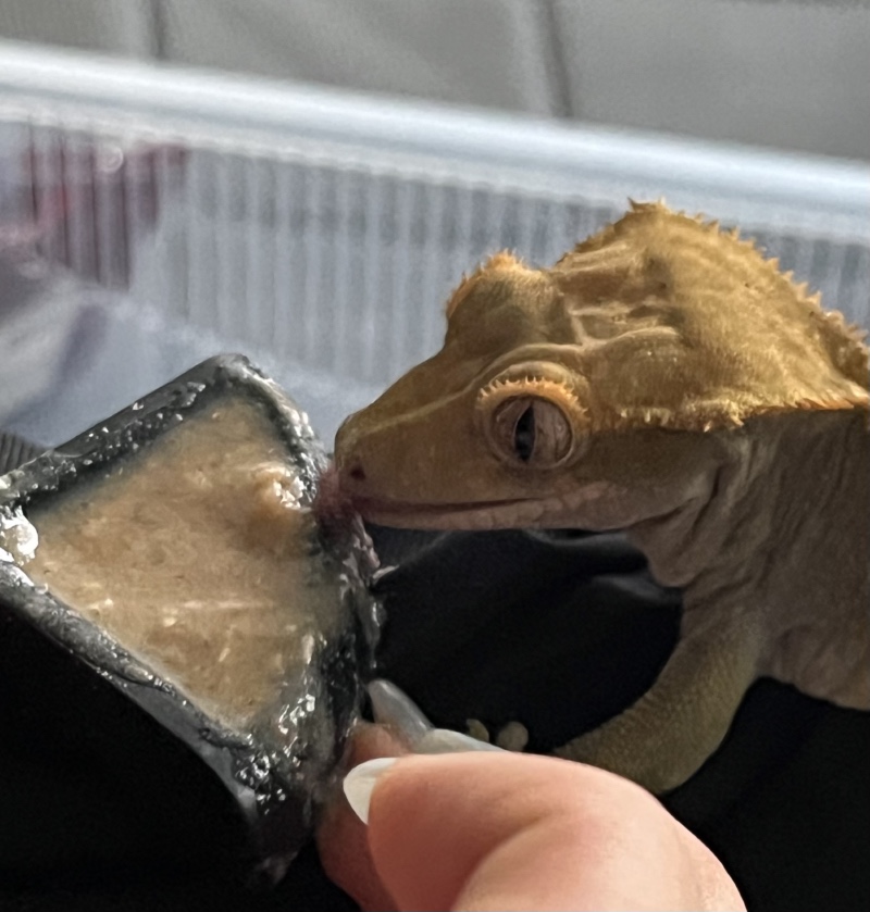 🦎🦎 크리스드게코
