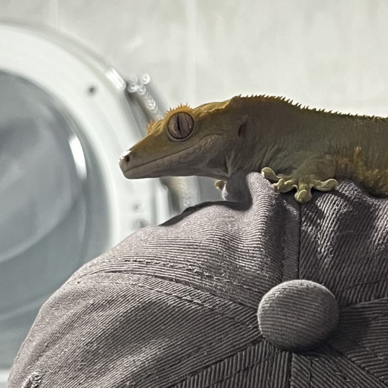 🦎🦎 크리스드게코