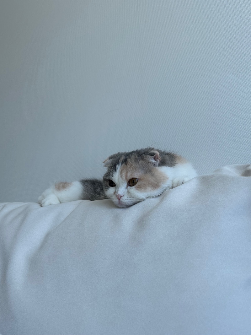 쇼파위에서 낮잠자는 고양이 🐱