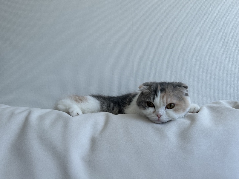 쇼파위에서 낮잠자는 고양이 🐱