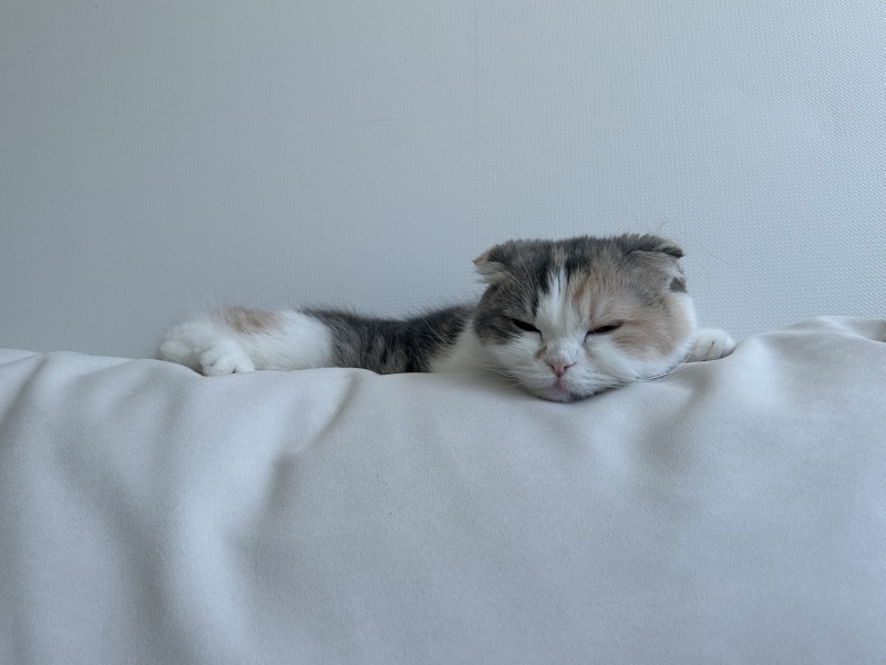 쇼파위에서 낮잠자는 고양이 🐱