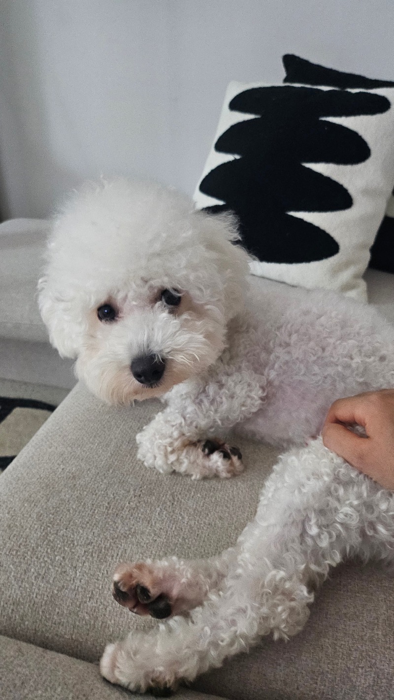 이쁜 내새끼 포니