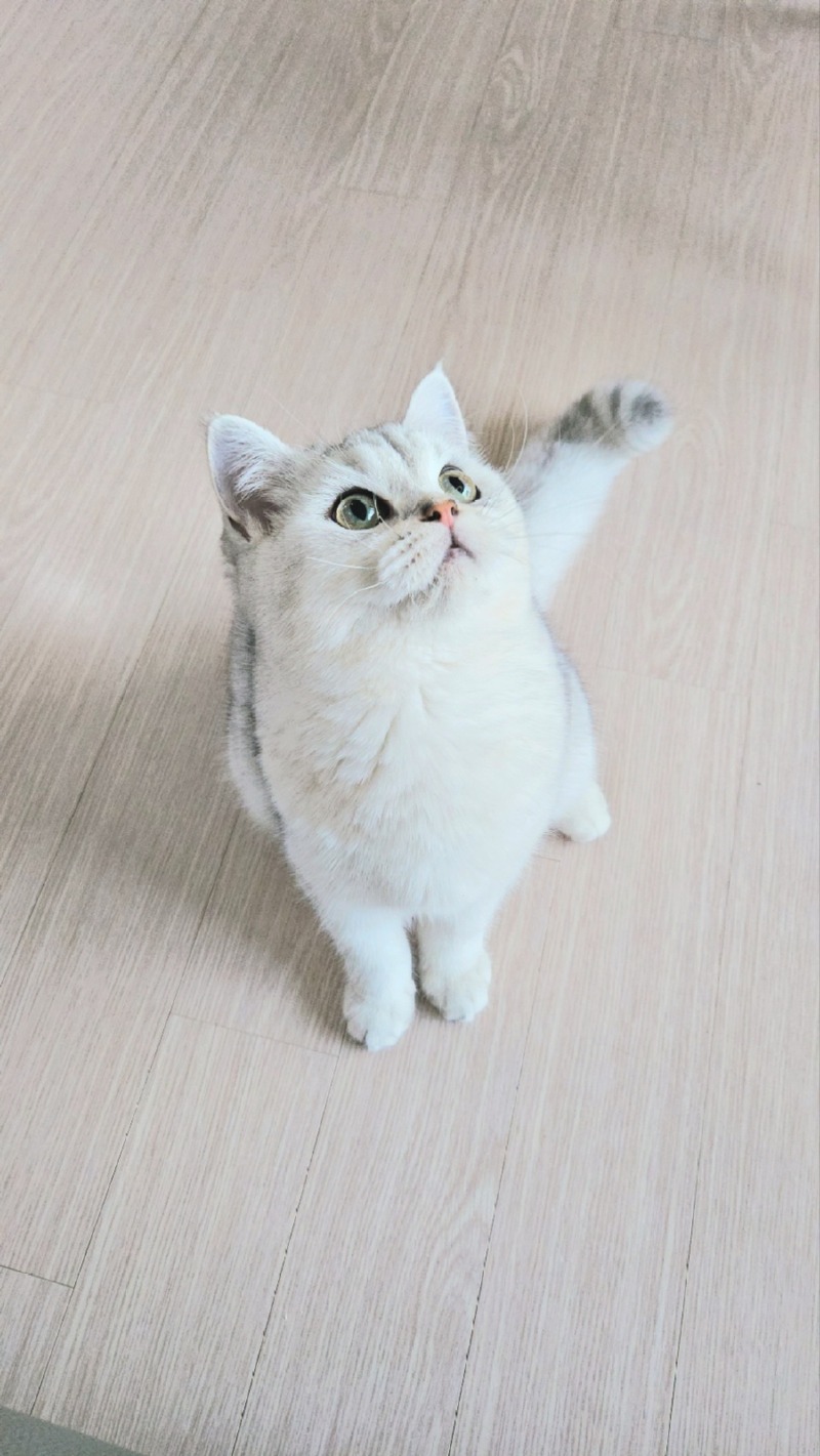 오늘도 예쁨주의 로옹이 