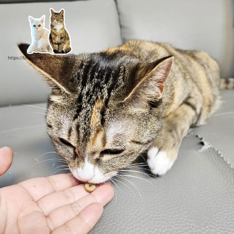 KakaoTalk_20240717_122649730.jpg