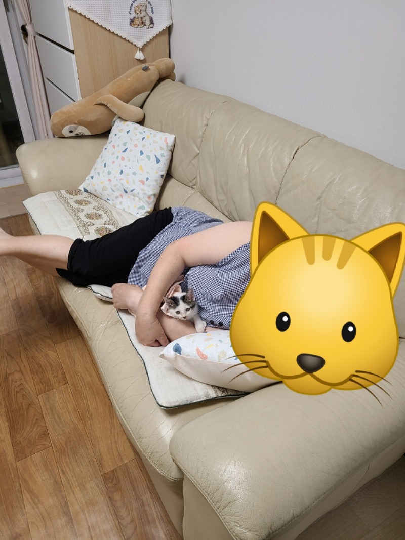강원도 인제 길냥이 인천을 접수하다! 