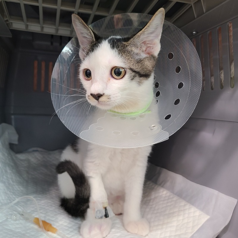 강원도 인제 길냥이 인천을 접수하다! 