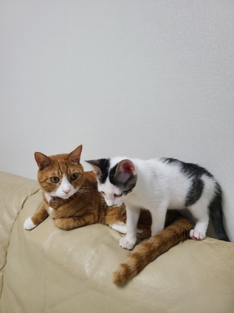 강원도 인제 길냥이 인천을 접수하다! 