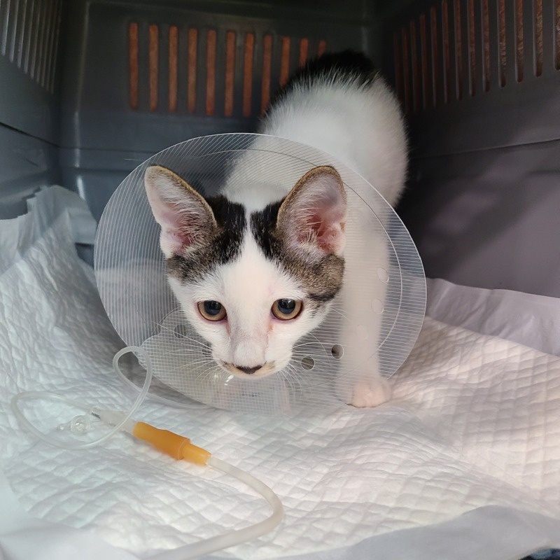 강원도 인제 길냥이 인천을 접수하다! 