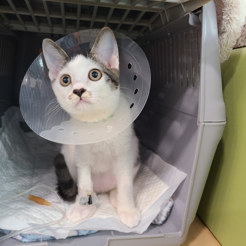 강원도 인제 길냥이 인천을 접수하다! 