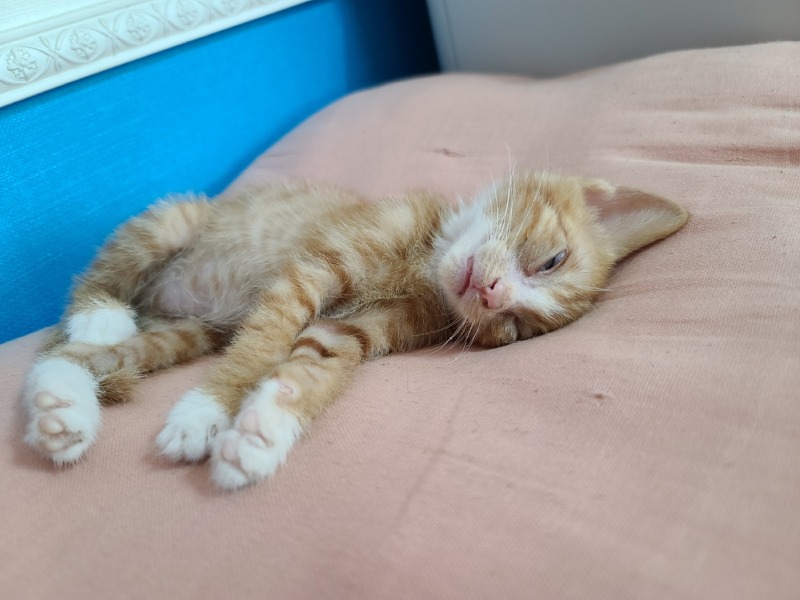 안동에서 올라온 400그램의 아깽이입니다아 🐱