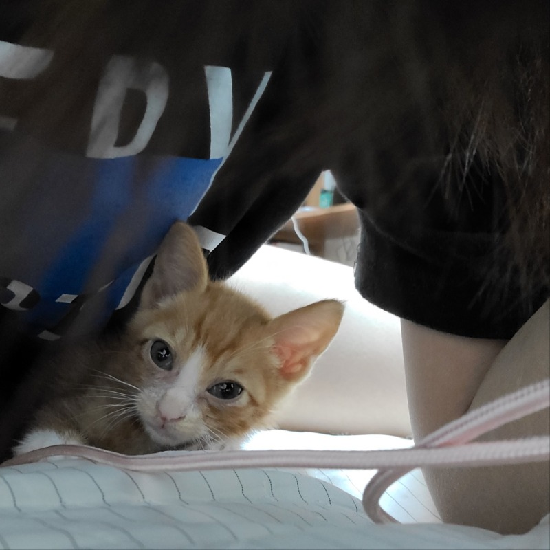 안동에서 올라온 400그램의 아깽이입니다아 🐱