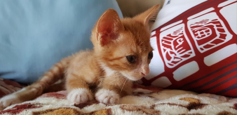 안동에서 올라온 400그램의 아깽이입니다아 🐱
