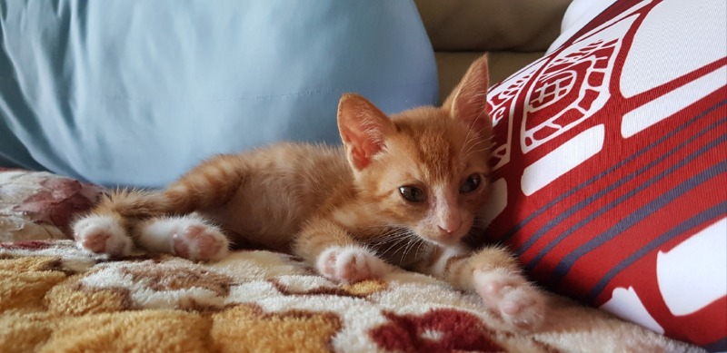 안동에서 올라온 400그램의 아깽이입니다아 🐱