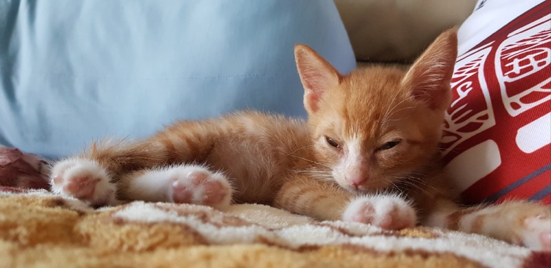 안동에서 올라온 400그램의 아깽이입니다아 🐱