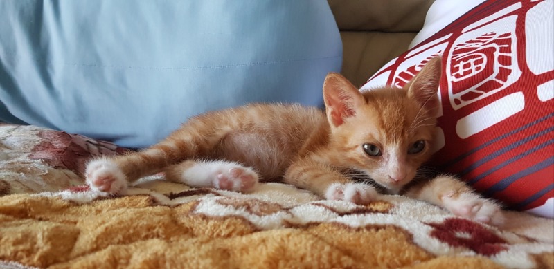 안동에서 올라온 400그램의 아깽이입니다아 🐱