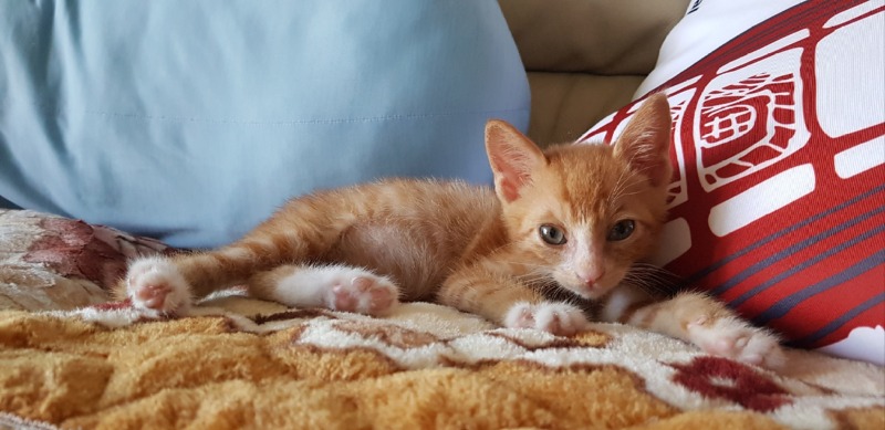 안동에서 올라온 400그램의 아깽이입니다아 🐱