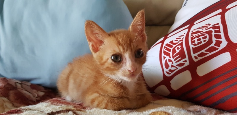 안동에서 올라온 400그램의 아깽이입니다아 🐱
