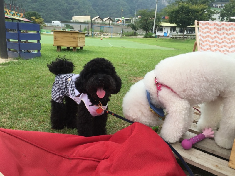 애견동반 어반플레이스