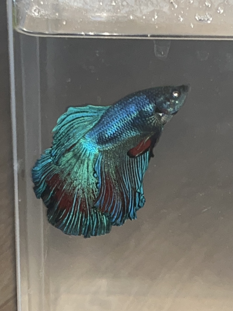 🐟🐟🐟