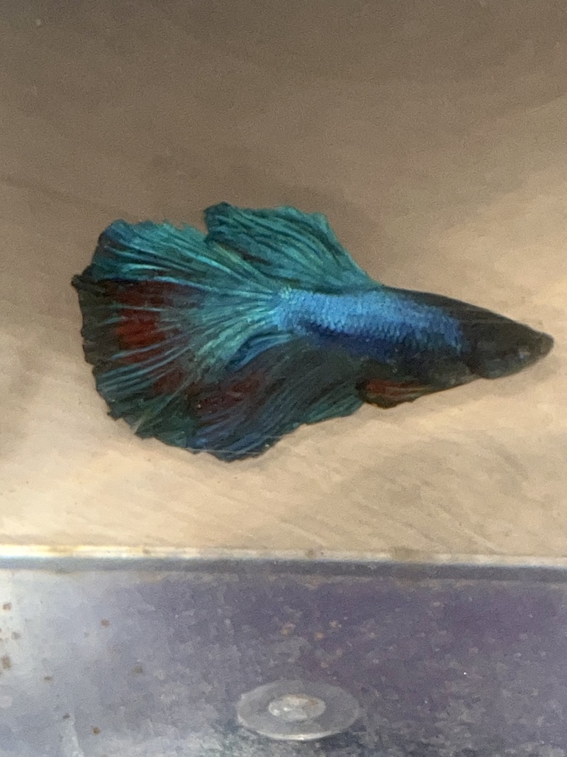 🐟🐟🐟