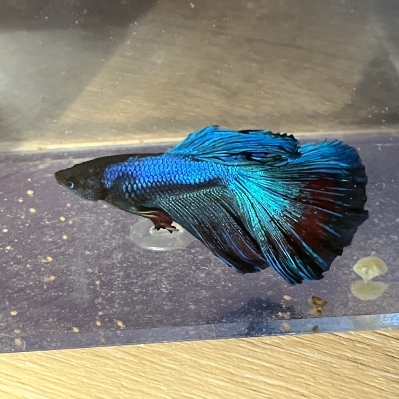 🐟🐟🐟