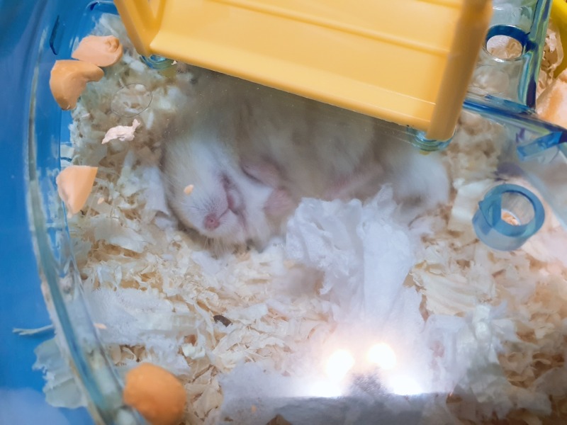 왜 뒤집어서 자는거냐