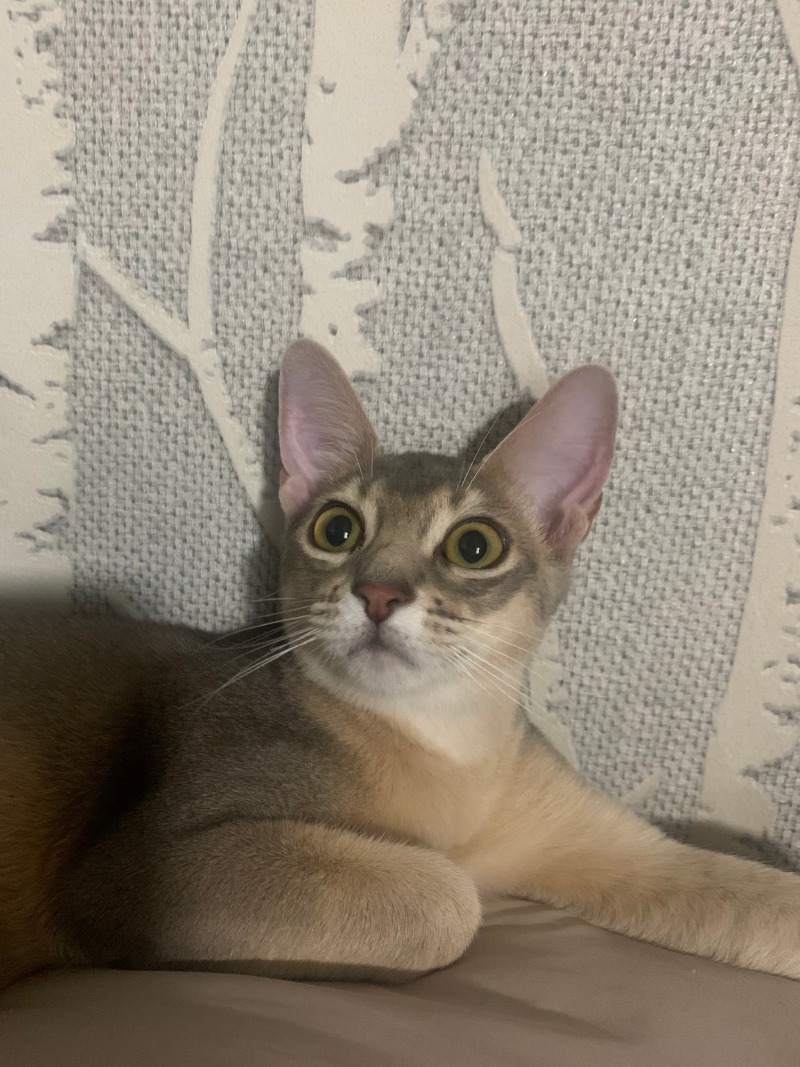 간식 원하는 눈빛