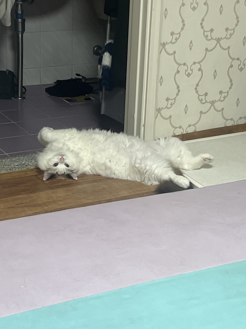 잠만자는 고양이